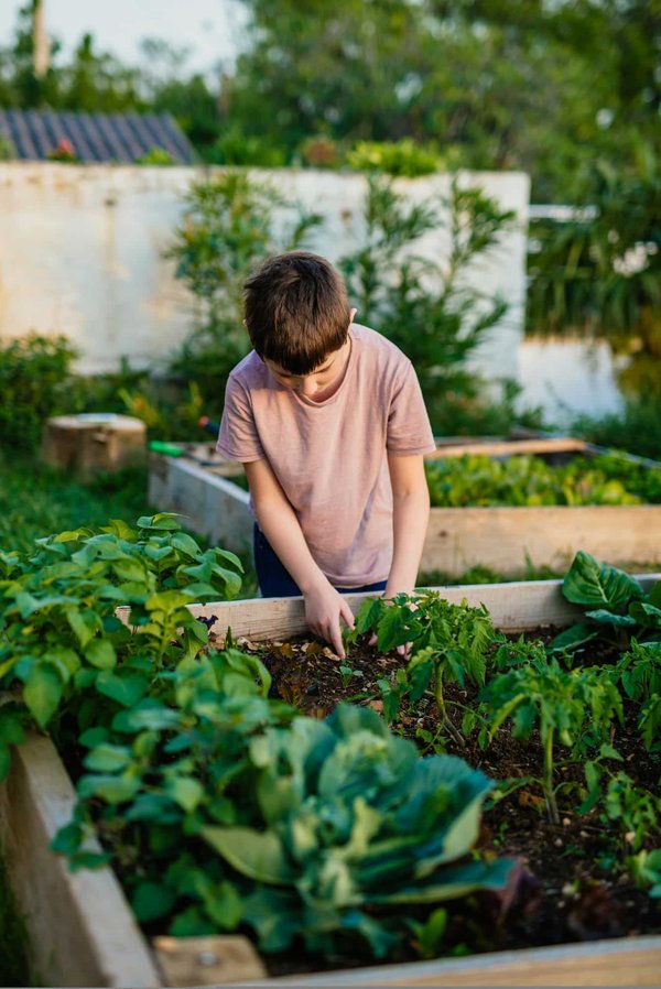 Découvrez nos carrés potagers pour un jardinage facile